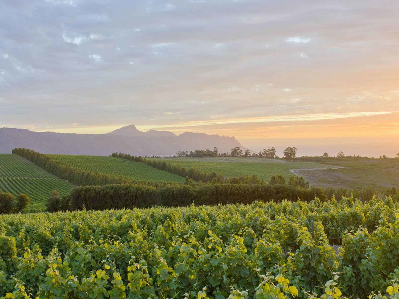 Cape Winelands in Summer