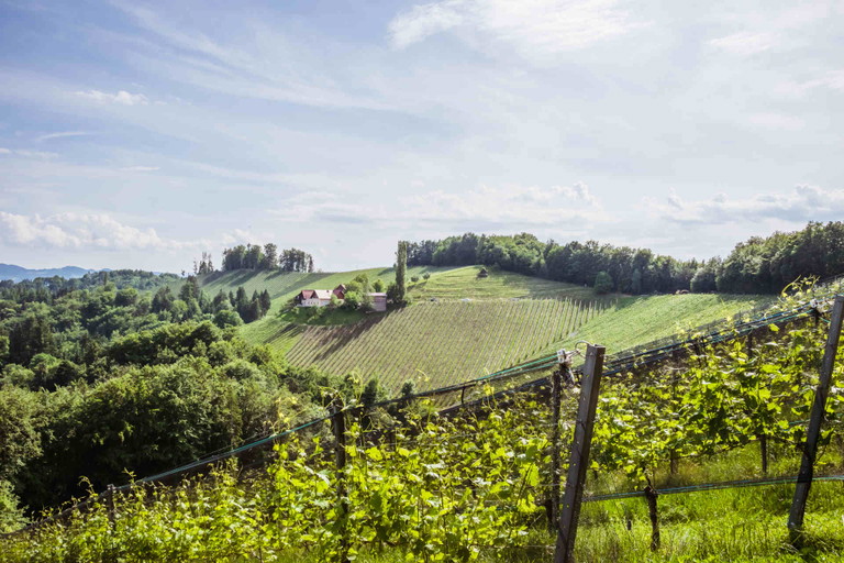 Das Weingut Peter Skoff – Domäne Kranachberg liegt in der Südsteiermark.