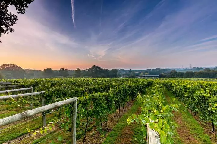 Eines der Bolney Weinberge in der Grafschaft Sussex.