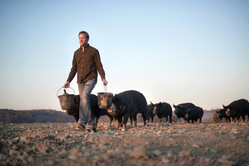 Die Japaner nennen das Berkshire-Schwein Kurobuta. Es gilt dort als Pendant zum edlen Kobe-Rind.