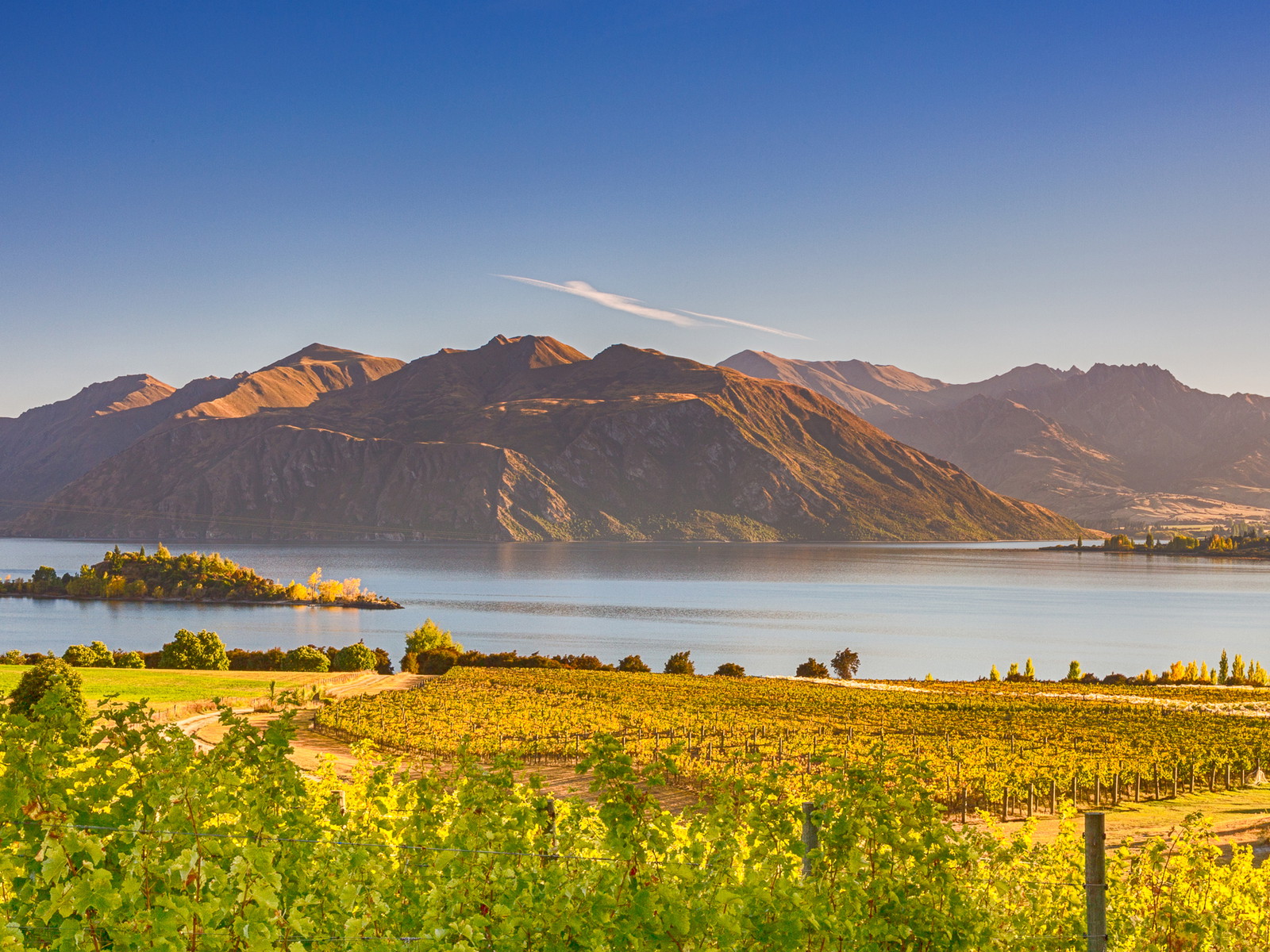 Vineyards in front of Lake Wanaka in New Zealand's Central Otago.