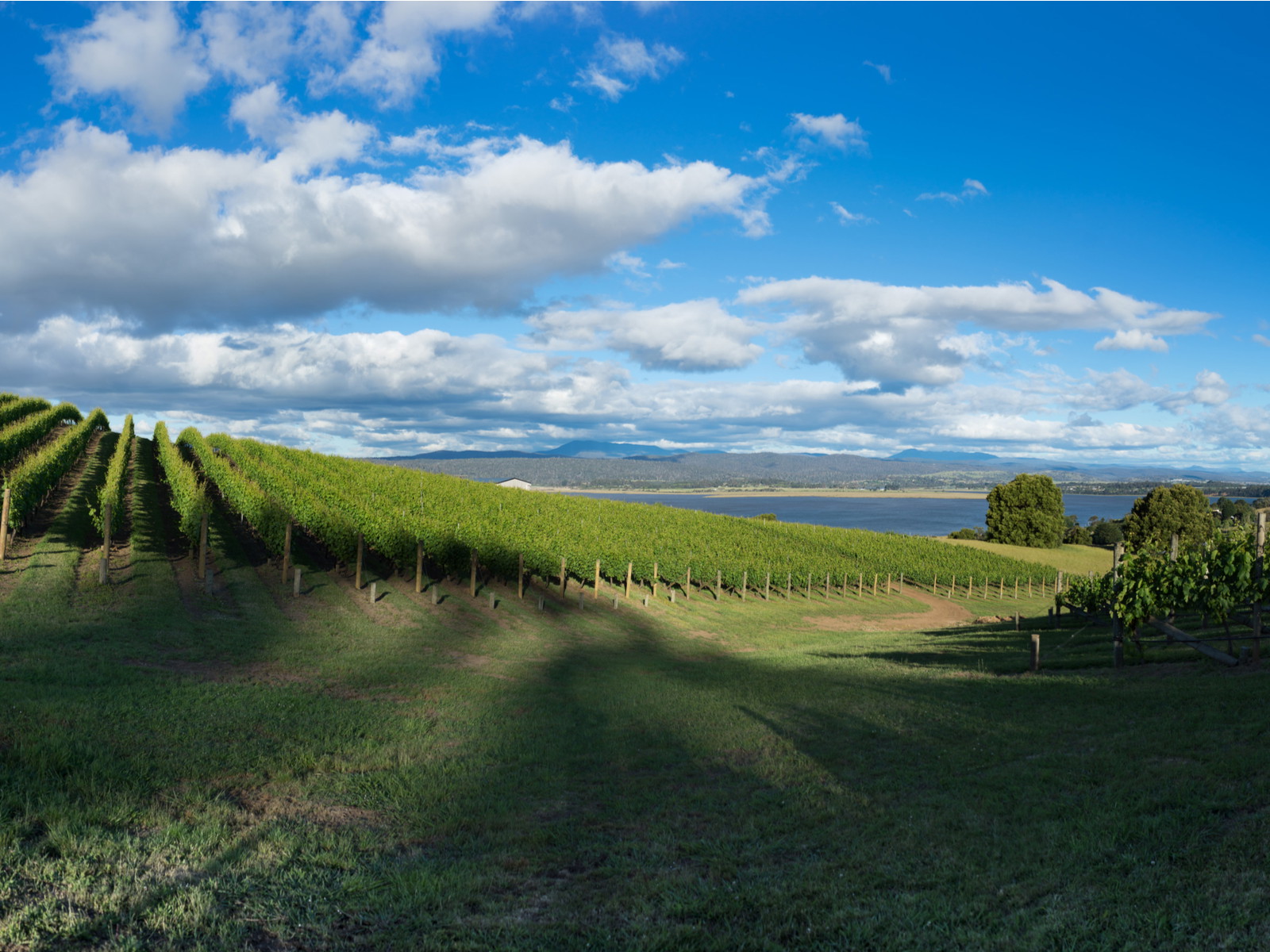 A vineyard in Tasmania, Australia.