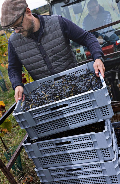Am Eisenberg wird außergewöhnlicher Blaufränkisch geerntet, hier von Markus Bach, Kellermeister von Groszer Wein.