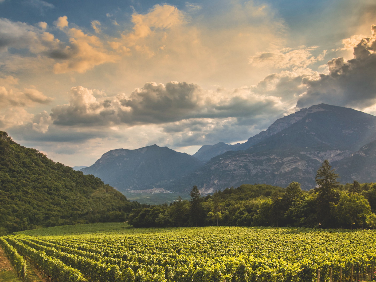 Port wines age in large, longish barrels called&nbsp;pipas, or pipes.&nbsp;
