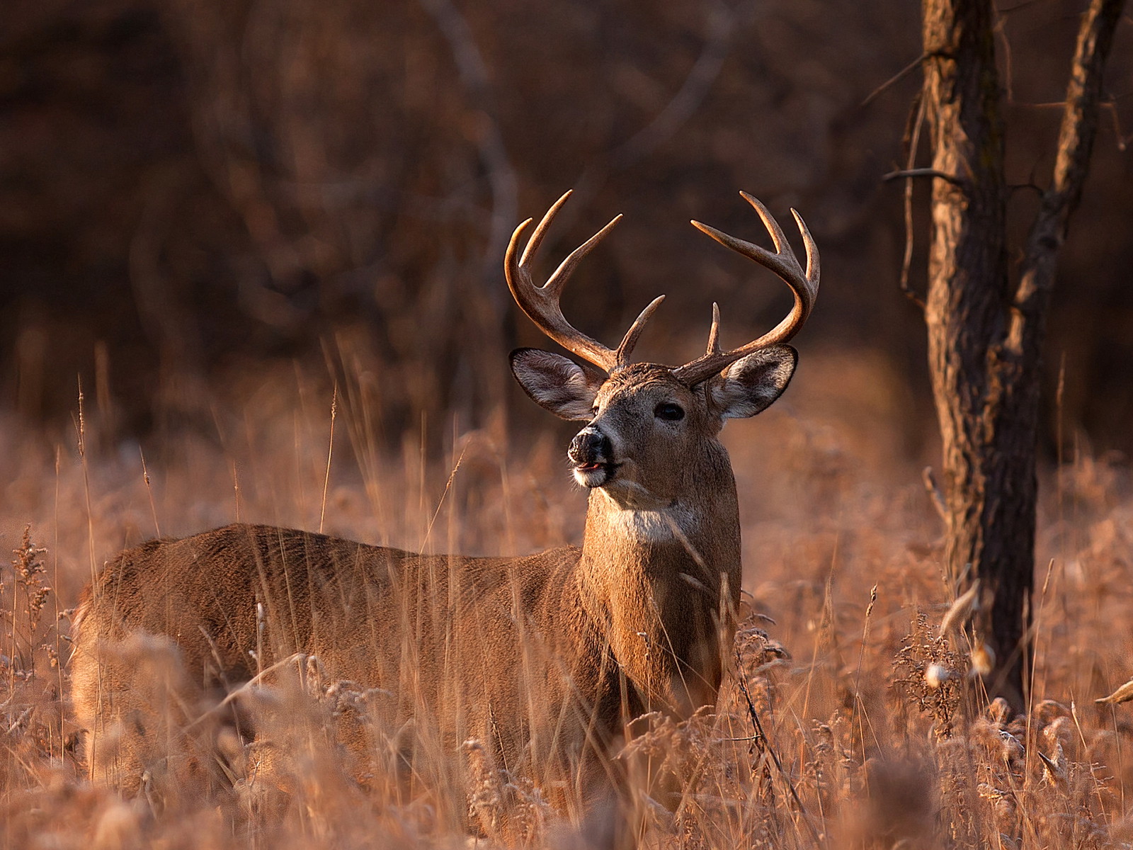 A white-tailed hoebuck,&nbsp;Ottawa, Canada