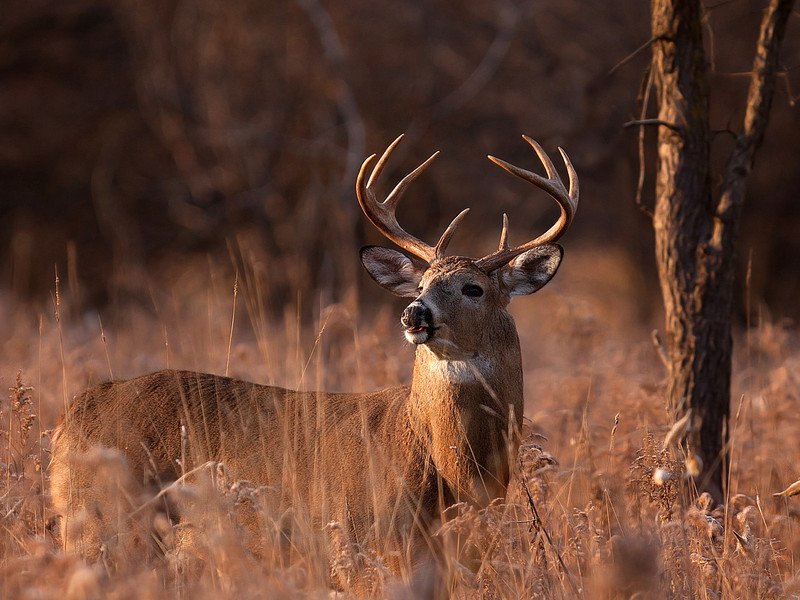 A white-tailed hoebuck,&nbsp;Ottawa, Canada
