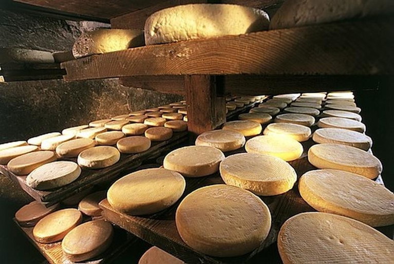 Munster wheels maturing slowly in a damp cellar.