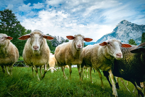 Spitzenkoch Lukas Nagl präsentiert seine Idee von Salzkammergut-Küche – von Köstlichkeiten wie lokalen Schafen bis zu den großartigen Fischen von den Seen-Fischern.