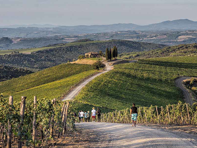 Weingärten rund um Castiglion del Bosco