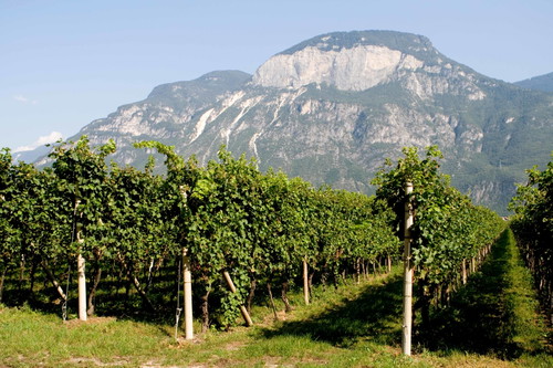 &nbsp;Weingut&nbsp;Castelfeder