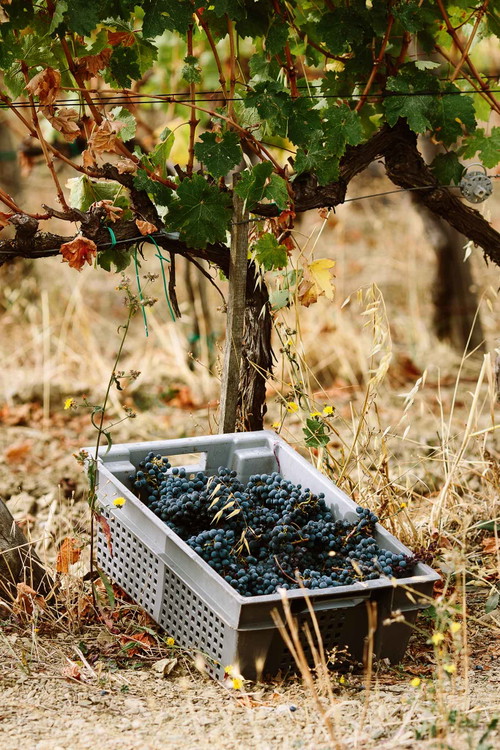 Äusserst vorbildhaft: Querciabella bearbeitet seine Weingärten biodynamisch.