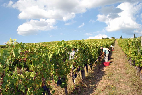 Im Herzen des Chianti Classico: Fontodis Chianti Classico Gran Selezione Vigna del Sorbo und der IGT Flaccianello wachsen in den Toplagen von Panzano.
