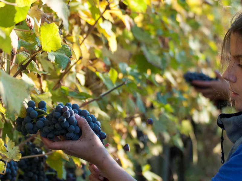 Giulia Negri in her vineyard