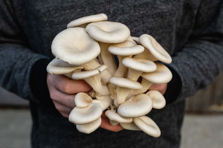 Schlössl Pilze