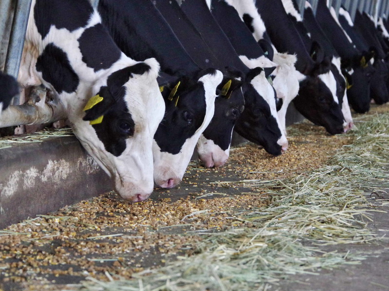 Ein Großteil des Getreides wird an Tiere verfüttert.