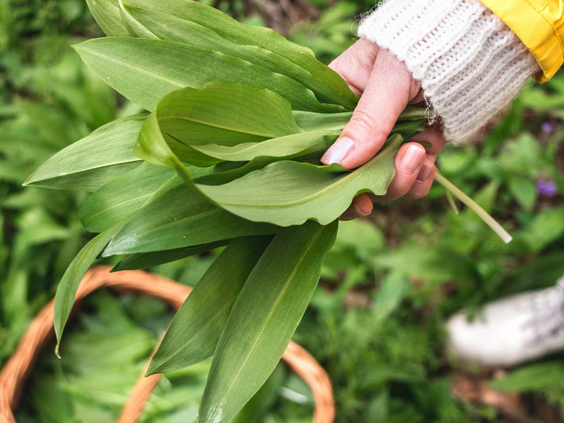 Im Frühling geht's ans Bärlauch-Sammeln