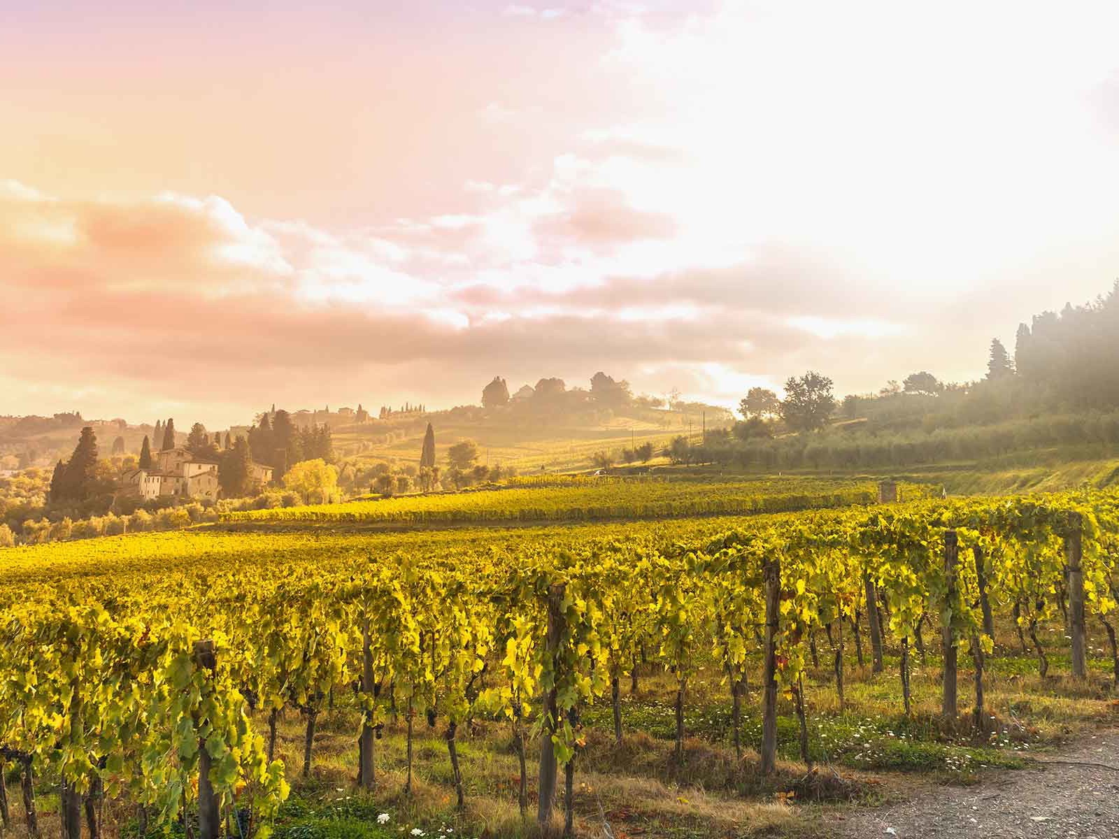 Weinberge in Chianti