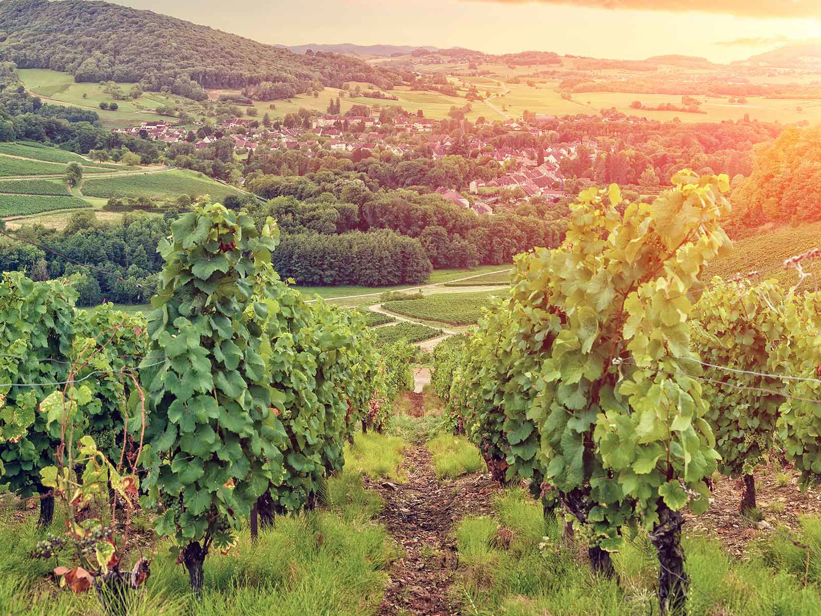 Vineyard in Burgundy, France.