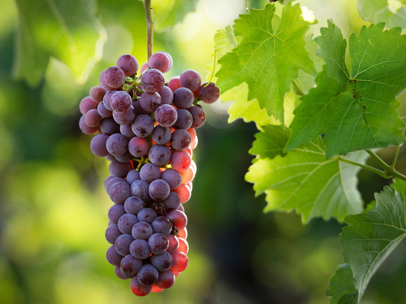 Souvignier Gris