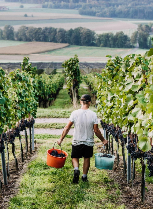 Das Weingut Haag