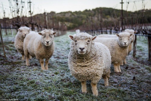 Wooly Weeders&nbsp;by&nbsp;Suzanne Becker Bronk