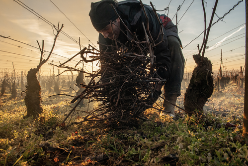 Gathering prunings on Corton Hill&nbsp;by Jon Wyand
