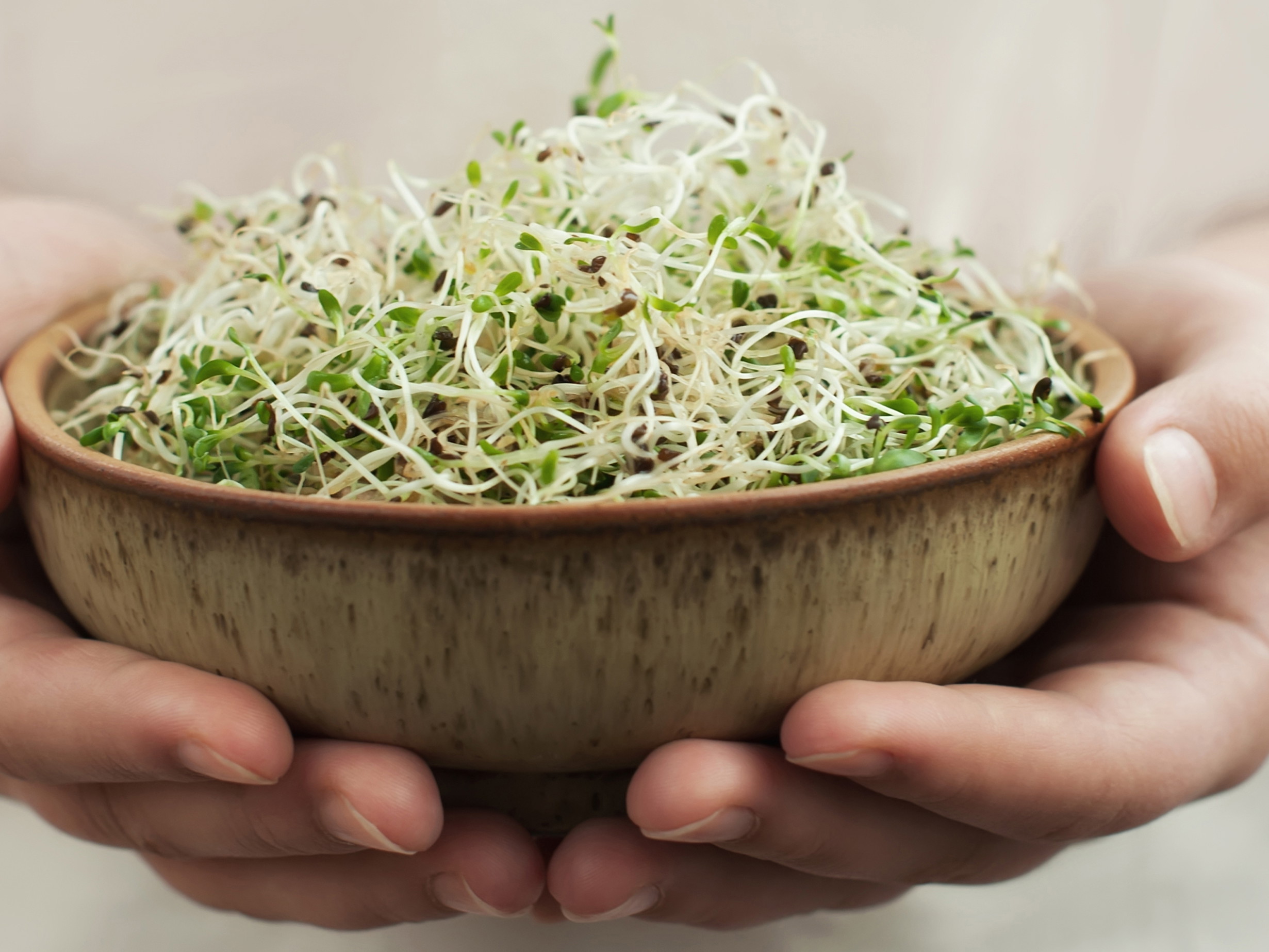 Knackige frische Sprossen sind eine Wohltat für unseren Körper&nbsp;und eine kulinarische Bereicherung.