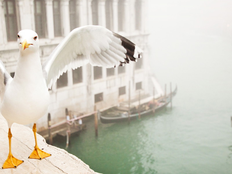 Angriffe von Möwen gehören in Venedig leider mittlerweile zur Tagesordnung.