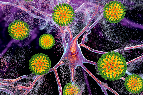 Das Geruchssystem ist das einzige System, bei dem die Sinneszellen Neuronen sind, während das Schmecksystem Hautzellen hat, etwa auf der Zunge.