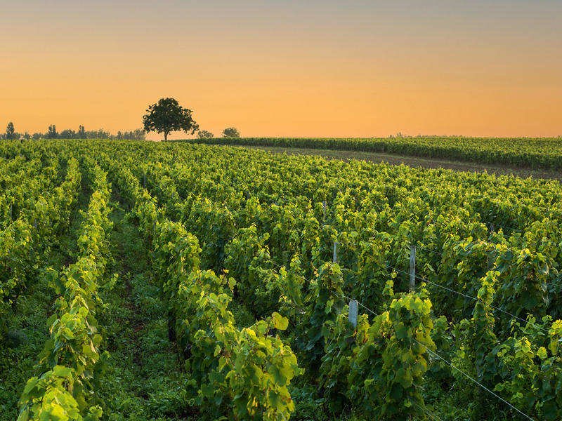 Das Burgund ist nicht ausschließlich Produzent sündhaft teurer Weine.