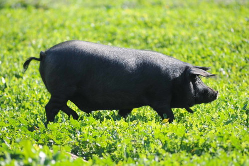 Mallorquine Schwarzschweine