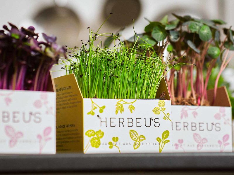 Microgreens sind geschmacksintensiver und nährstoffreicher