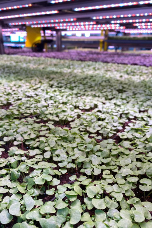 Die Vertical Farm von «Herbeus» befindet sich in Raasdorf.