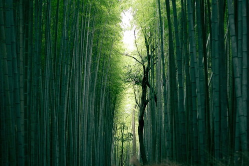 A bamboo forest in Japan
