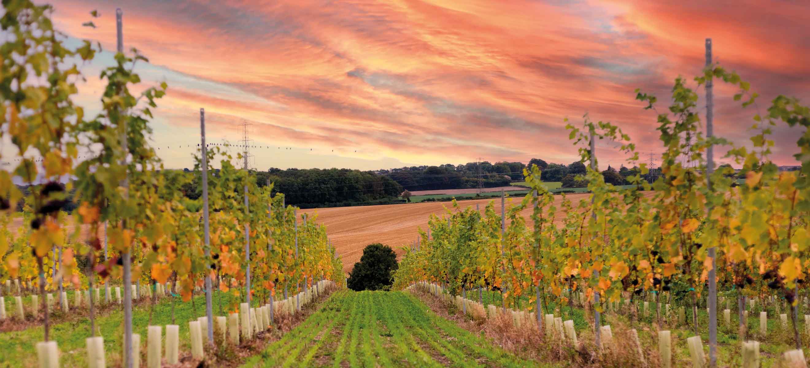 Champagne Louis Roederer Releases Cristal 2014 - Falstaff