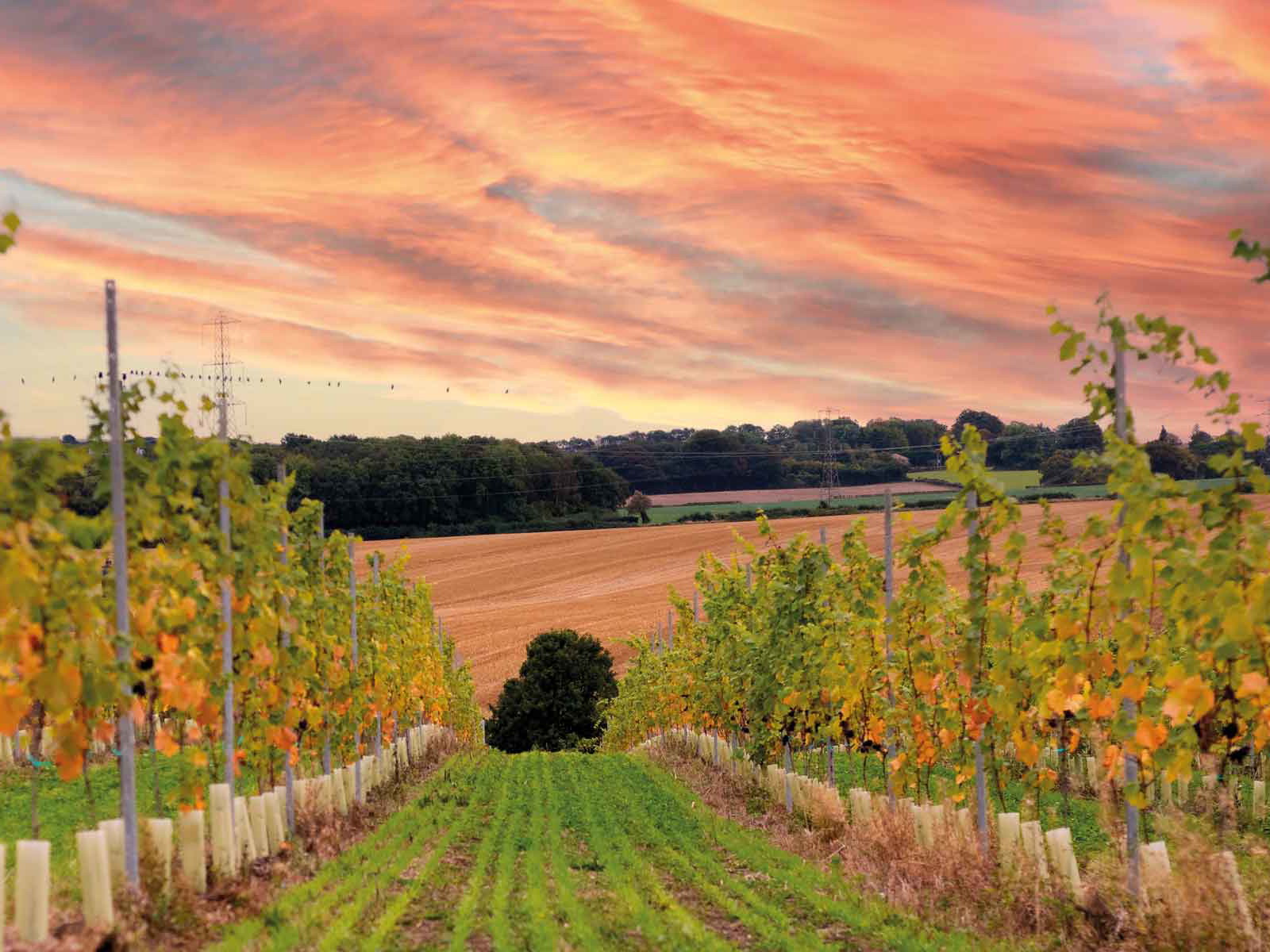 Penn Croft Vineyard