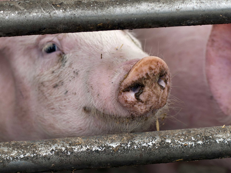 Die Zustände in der Massentierhaltung sind laut Greenpeace der Hauptgrund für immer mehr Keime im Fleisch.