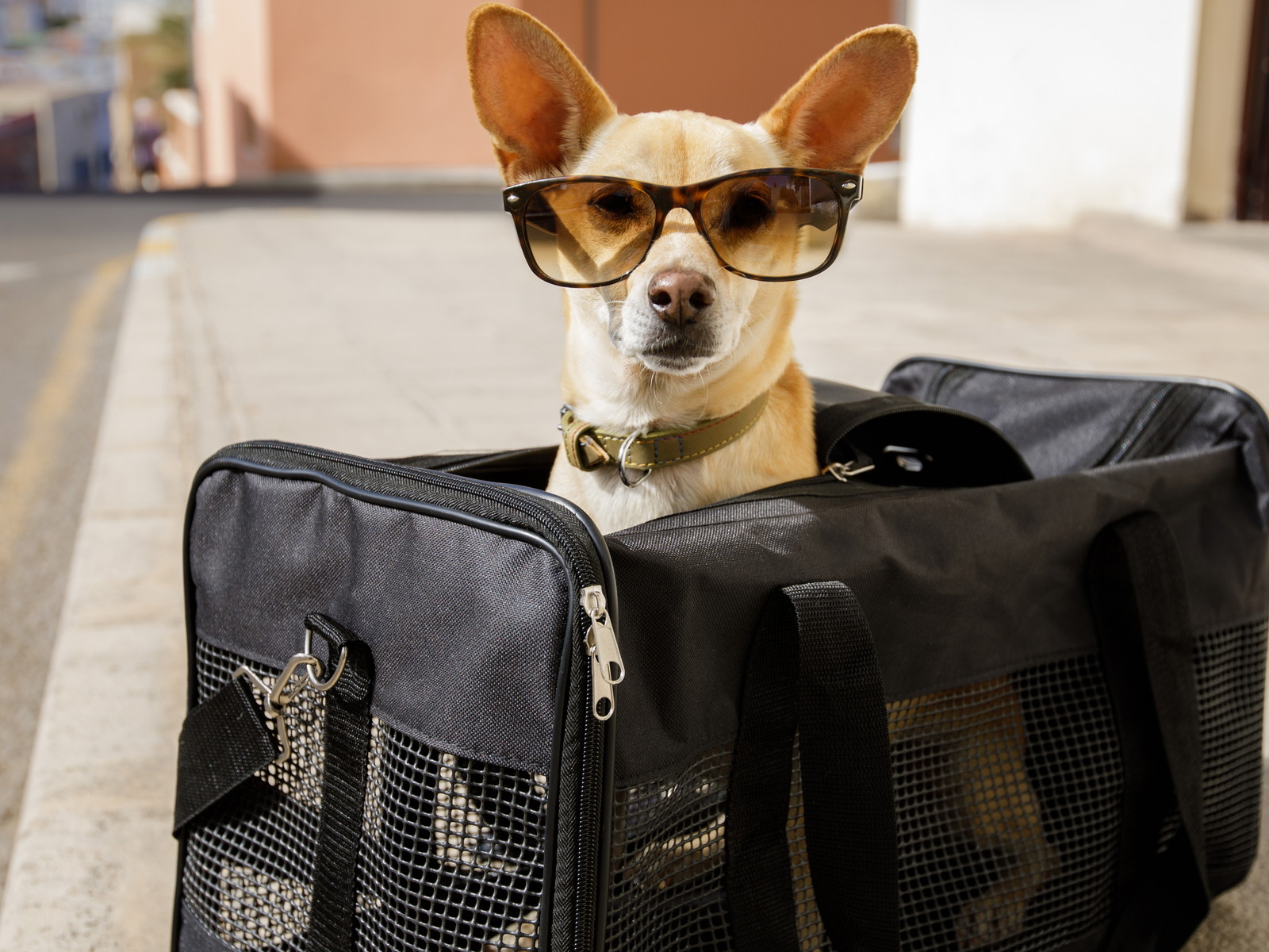 On Japan's bullet trains, dogs usually have to travel in a carrier.&nbsp;
