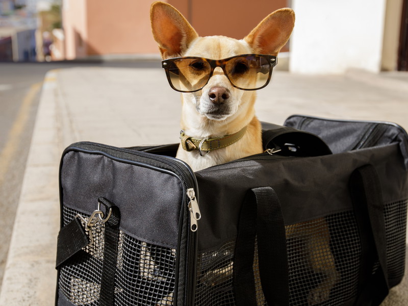 On Japan's bullet trains, dogs usually have to travel in a carrier.&nbsp;