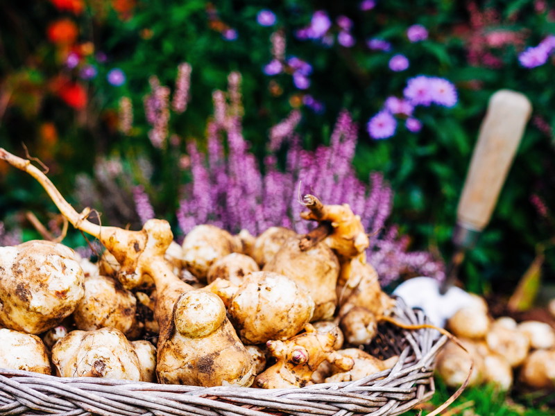 Jerusalem artichoke are a species of sunflower grown for their tuber.&nbsp;