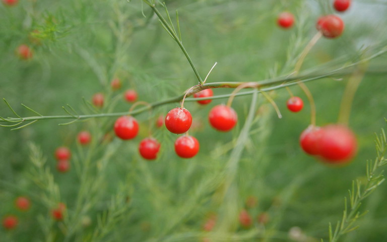 Die Roten Beeren des Spargelstrauchs sind giftig.