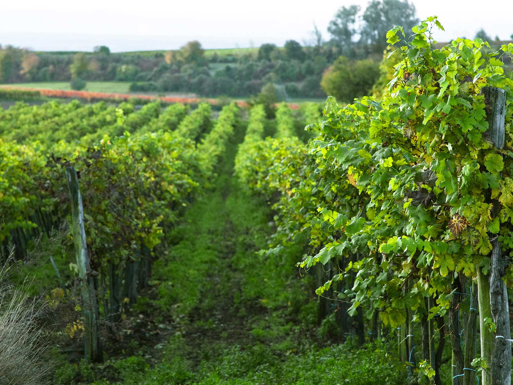 Weinregion am Wagram