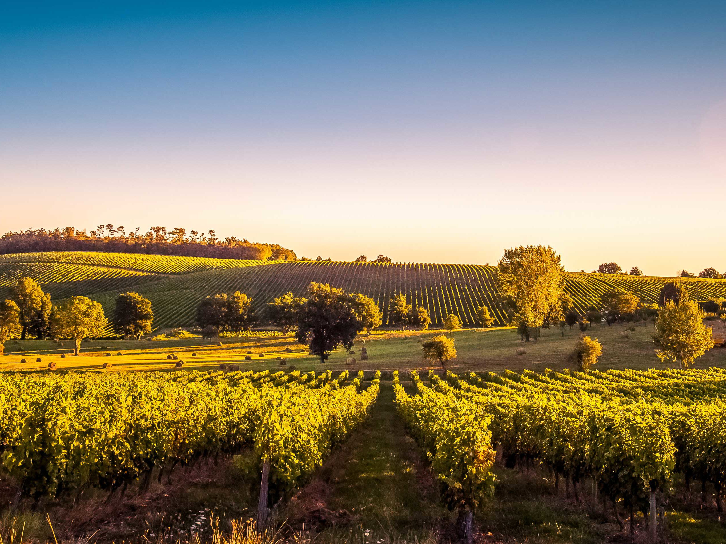Die Kampagne Bordeaux 2021 En Primeur war laut Liv-ex eine der am wenigsten erfolgreichen der letzten Jahre.