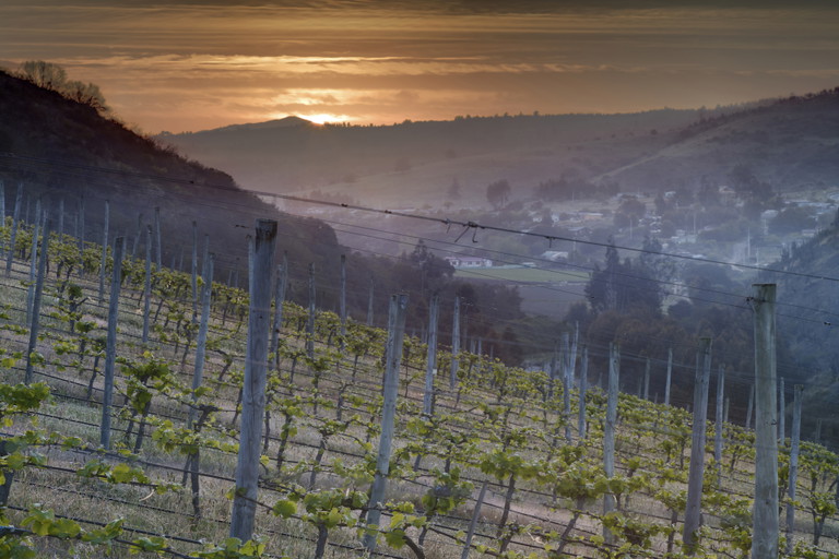 You can see and smell the Pacific Ocean from Viña Casa Marina‘s steep vineyards.