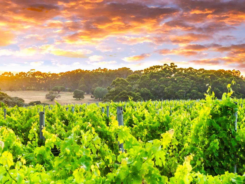 Vineyards in Margaret River, Western Australia.