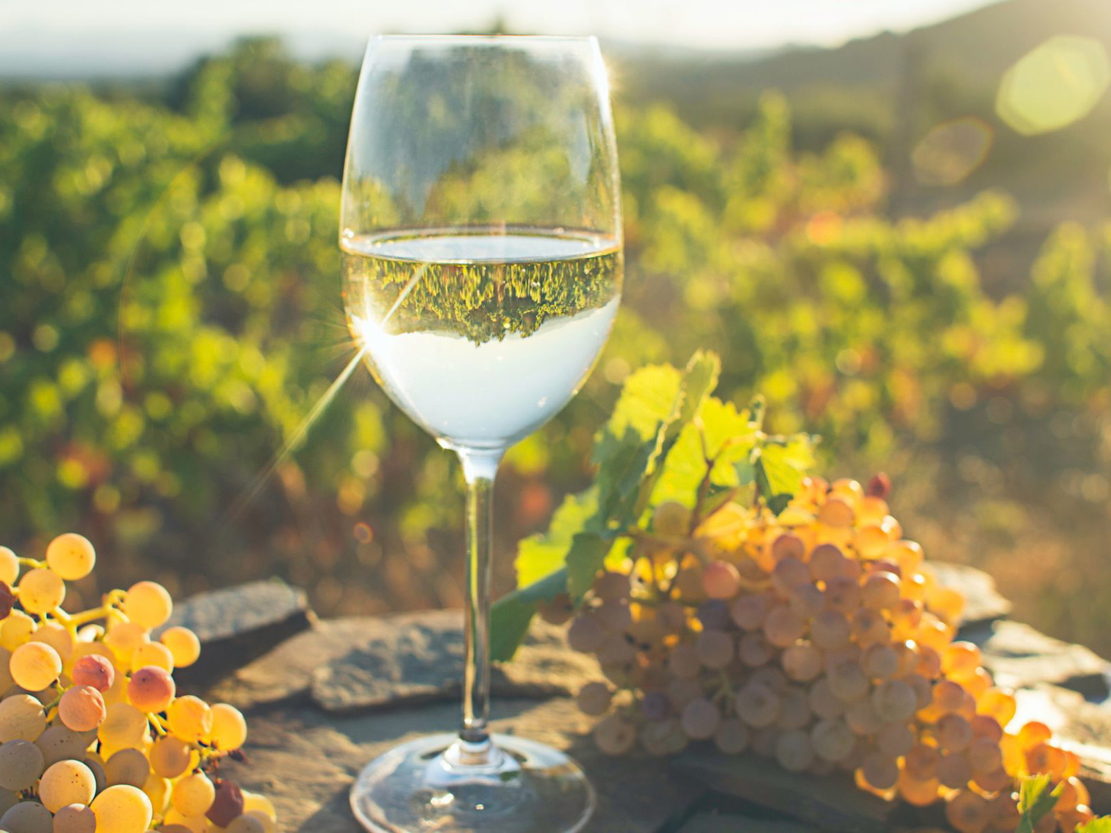Grüner Veltliner is Austria’s calling card and most widely planted grape variety.