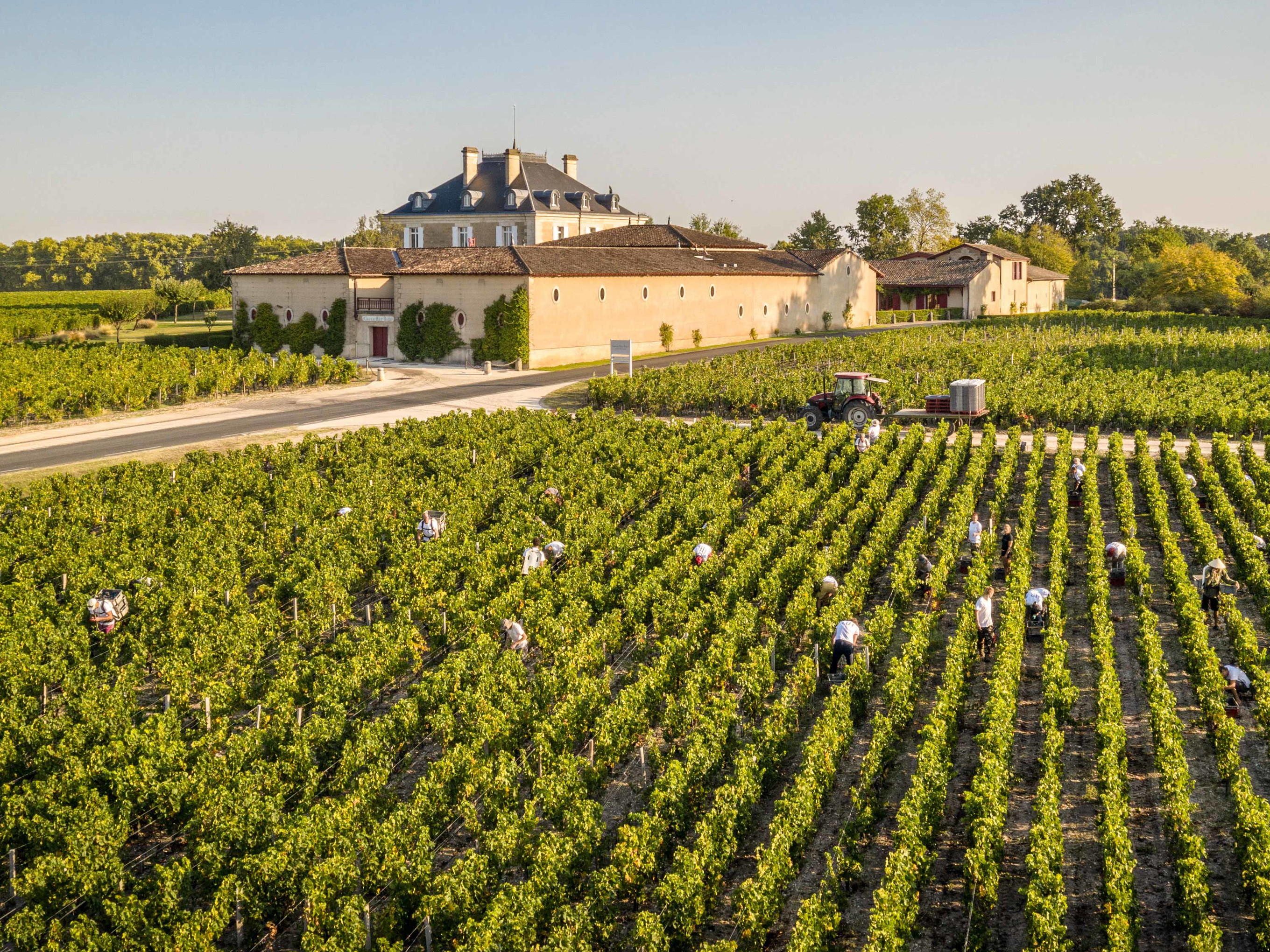 Die Ernte lief auch bei Château Haut-Bailly in Pessac unter strahlender Sonne ab, der Altweibersommer hat den Jahrgang ins Ziel gerettet.