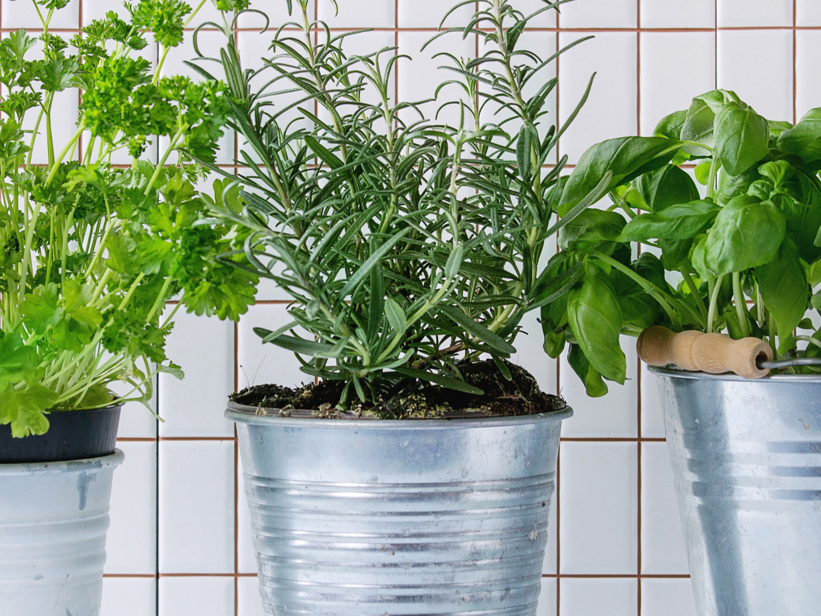 New ideas for old herb favourites.