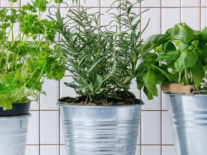 New ideas for old herb favourites.