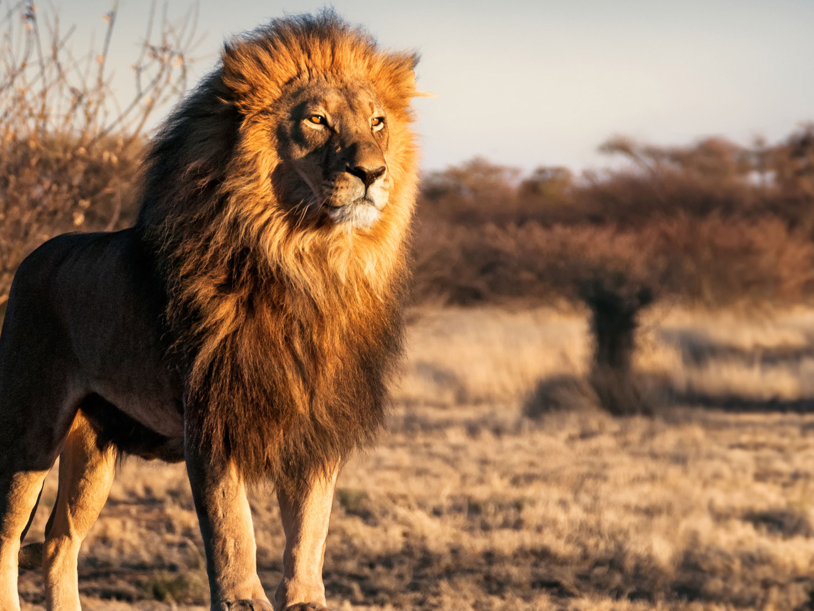 Lions are just one animal you can see on a safari